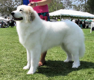 GreatPyreneesWDW_Ap6D