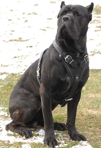 cane-corso