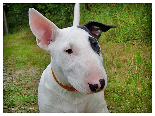 Bull_Terrier_Puppy_by_beddiz